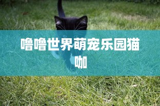 噜噜世界萌宠乐园猫咖