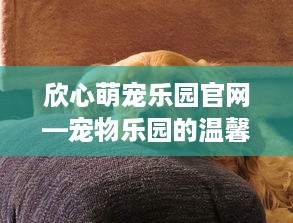 欣心萌宠乐园官网—宠物乐园的温馨与活力
