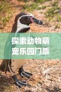 探索动物萌宠乐园门票价格