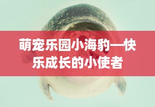 萌宠乐园小海豹—快乐成长的小使者