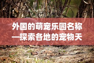 外国的萌宠乐园名称—探索各地的宠物天堂