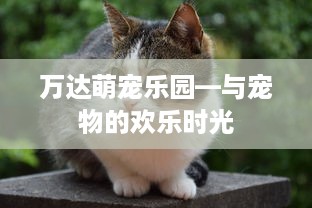 万达萌宠乐园—与宠物的欢乐时光