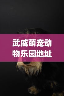 武威萌宠动物乐园地址及案例分析