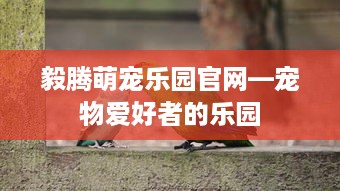 毅腾萌宠乐园官网—宠物爱好者的乐园