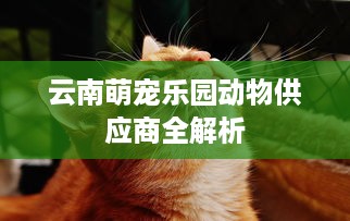 云南萌宠乐园动物供应商全解析