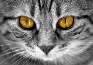 狼的萌宠乐园养猫好吗？案例分析与心得体会