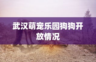 武汉萌宠乐园狗狗开放情况
