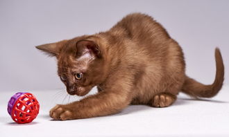 宠物乐园萌宠猫猫玩乐指南