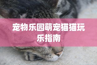宠物乐园萌宠猫猫玩乐指南