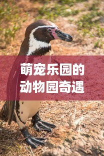 萌宠乐园的动物园奇遇