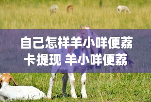 自己怎样羊小咩便荔卡提现 羊小咩便荔卡提现全攻略，轻松操作，快速到账！