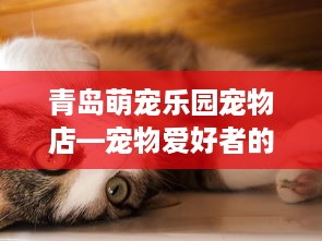 青岛萌宠乐园宠物店—宠物爱好者的乐园
