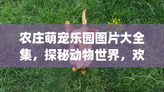 农庄萌宠乐园图片大全集，探秘动物世界，欢乐无限