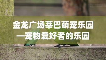 金龙广场莘巴萌宠乐园—宠物爱好者的乐园