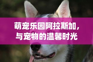 萌宠乐园阿拉斯加，与宠物的温馨时光