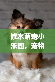 修水萌宠小乐园，宠物乐园的魅力与成长