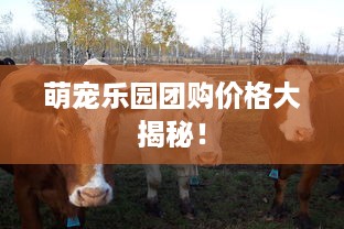 萌宠乐园团购价格大揭秘！