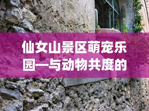 仙女山景区萌宠乐园—与动物共度的欢乐时光