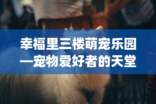 幸福里三楼萌宠乐园—宠物爱好者的天堂