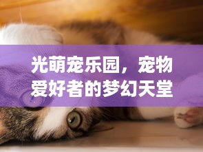 光萌宠乐园，宠物爱好者的梦幻天堂