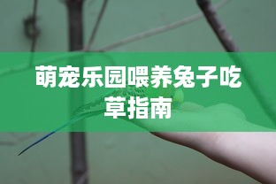 萌宠乐园喂养兔子吃草指南