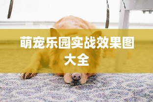 萌宠乐园实战效果图大全
