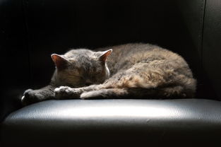 小猴萌宠乐园在哪里？