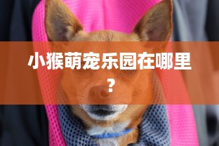 小猴萌宠乐园在哪里？
