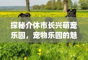 探秘介休市长兴萌宠乐园，宠物乐园的魅力与特色