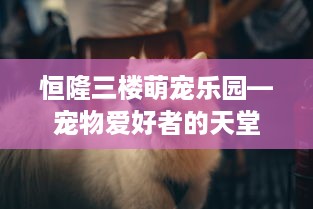 恒隆三楼萌宠乐园—宠物爱好者的天堂