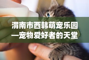 渭南市西韩萌宠乐园—宠物爱好者的天堂