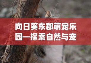 向日葵东郡萌宠乐园—探索自然与宠物的完美结合
