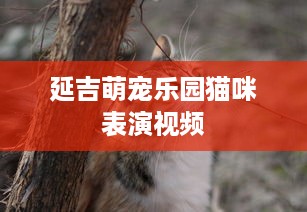 延吉萌宠乐园猫咪表演视频