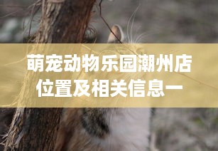 萌宠动物乐园潮州店位置及相关信息一览