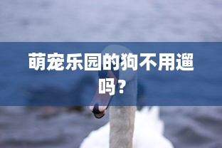 萌宠乐园的狗不用遛吗？