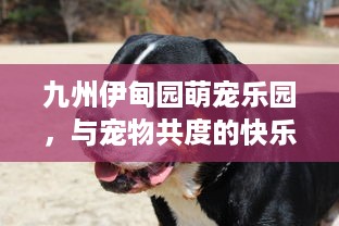 九州伊甸园萌宠乐园，与宠物共度的快乐时光
