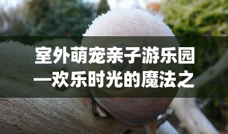大熊萌宠龙猫乐园官网—探索梦幻龙猫王国的奇妙之旅