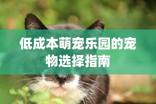 低成本萌宠乐园的宠物选择指南