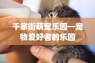 千家街萌宠乐园—宠物爱好者的乐园