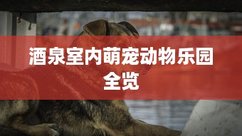 酒泉室内萌宠动物乐园全览