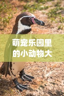 萌宠乐园里的小动物大集合