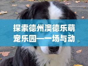探索德州澳德乐萌宠乐园—一场与动物零距离的奇妙之旅