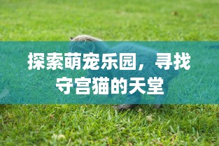 探索萌宠乐园，寻找守宫猫的天堂
