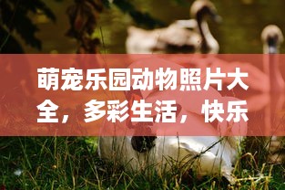 萌宠乐园动物照片大全，多彩生活，快乐成长