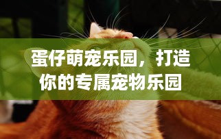 蛋仔萌宠乐园，打造你的专属宠物乐园