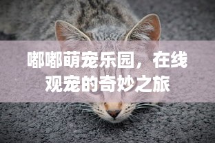 嘟嘟萌宠乐园，在线观宠的奇妙之旅
