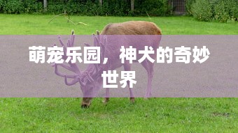 萌宠乐园，神犬的奇妙世界
