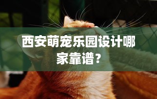 西安萌宠乐园设计哪家靠谱？