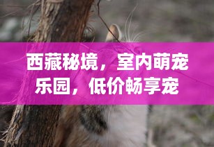 西藏秘境，室内萌宠乐园，低价畅享宠物时光