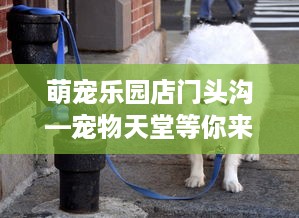 萌宠乐园店门头沟—宠物天堂等你来探索